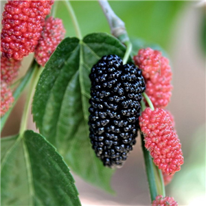 Morus Nigra (Black Mulberry)